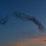 Wetlands Ripon 20251231 160827