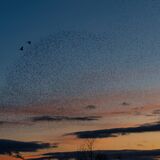 Wetlands Ripon 20251231 161211 02