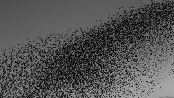 Wetlands Ripon 20251231 162235