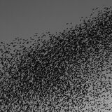 Wetlands Ripon 20251231 162235