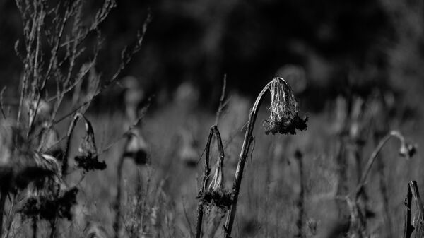 Wetlands Ripon 20260104 133436