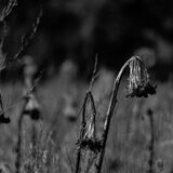 Wetlands Ripon 20260104 133436