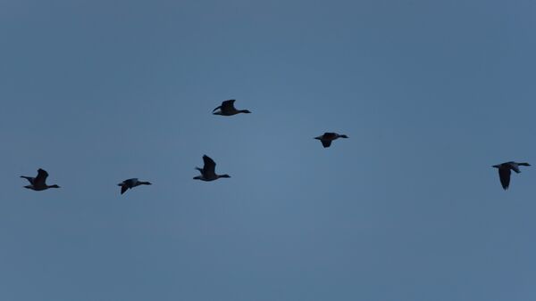 Wetlands Ripon 20260104 155032