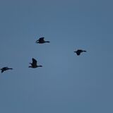 Wetlands Ripon 20260104 155032