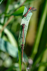 Large Red Damselflies (Pyrrhosoma nymphula)
