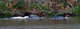 Goosander (Mergus merganser) 2 x female, 1 x male