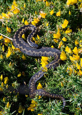 European Adder (Vipera berus)