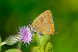 Brown Hairstreak (Thecla betulae)