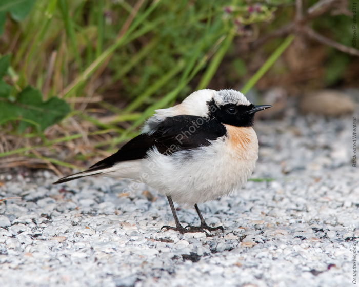 Black-eared Wheatear