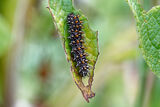 Heath Fritillary (Melitaea athalia) Larvae