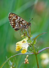 Heath Fritillary (Melitaea athalia)