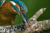 Kingfisher (Alcedo Atthis)