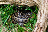 European Adder (Vipera berus)