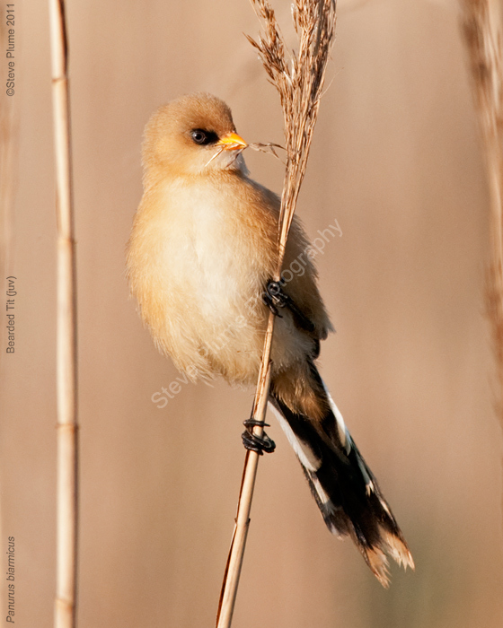 Bearded Tit Juv