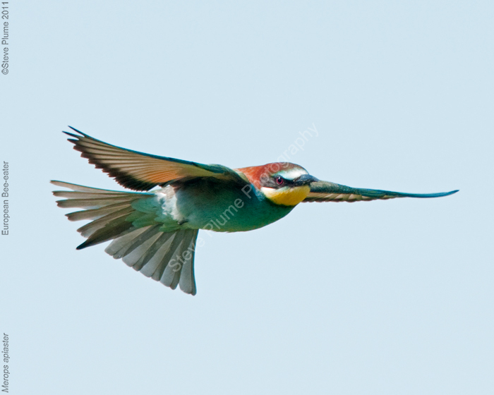 European Bee-eater in flight