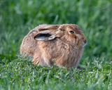 big-boy-hare-web