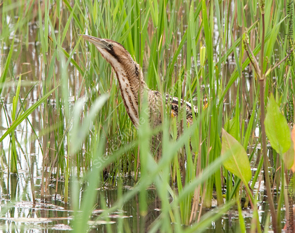 Bittern