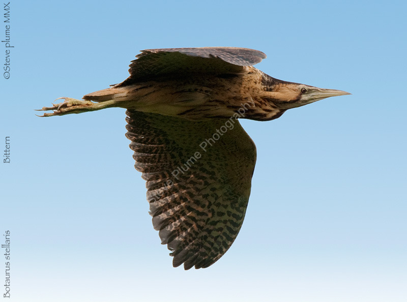 Bittern