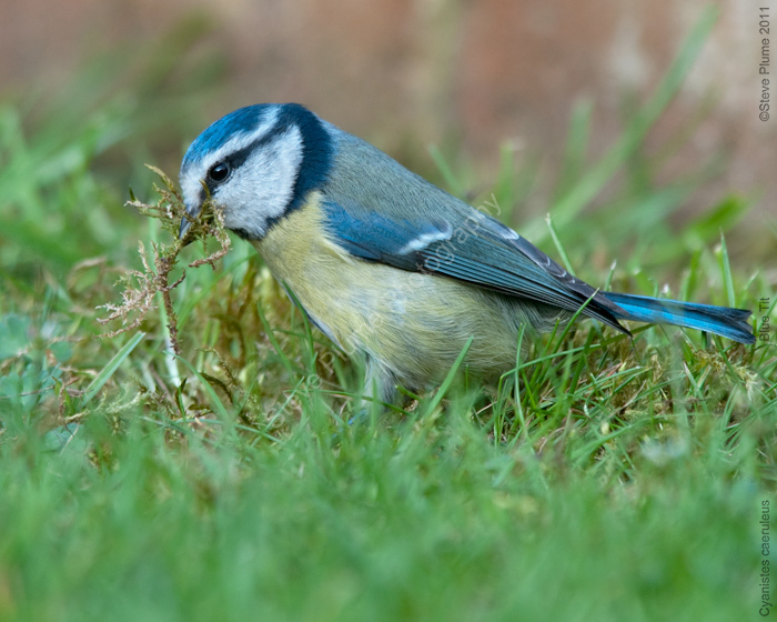 Blue Tit & moss