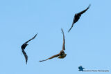 Common Buzzard (Buteo buteo) Vs Carrion Crows (Corvus corone)