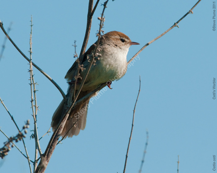 Cetti's Warbler