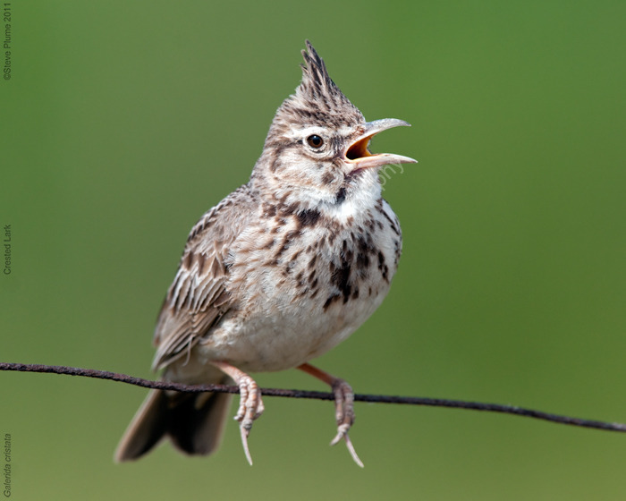 Crested Lark