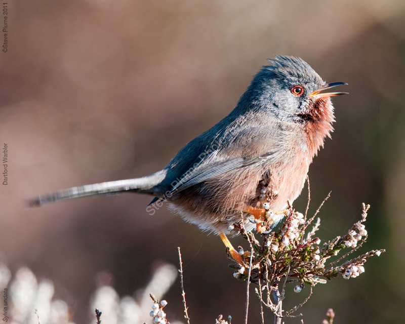 Dartford Warbler