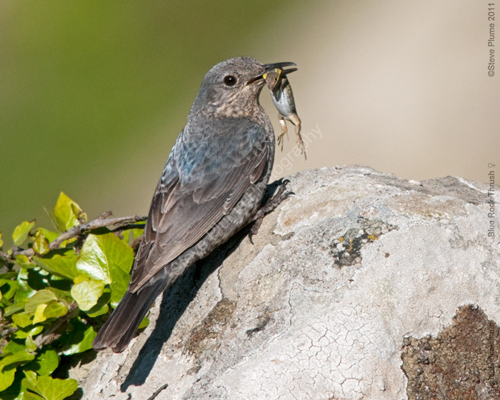 female Blue Rock Thrush and Lizard