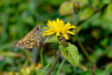 Silver-spotted Skipper (Hesperia comma)