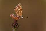 Chalkhill Blue (Lysandra coridon) female