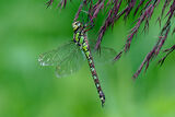 Southern Hawker (Aeshna cyanea) female