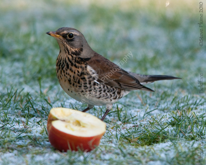 Fieldfare