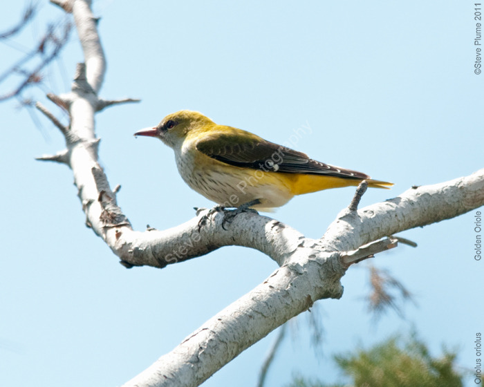 Golden Oriole