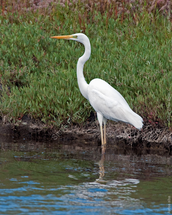 Great White Egret