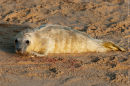 New born Grey Seal Pup