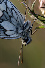 Marble White (Melanargia galathea)