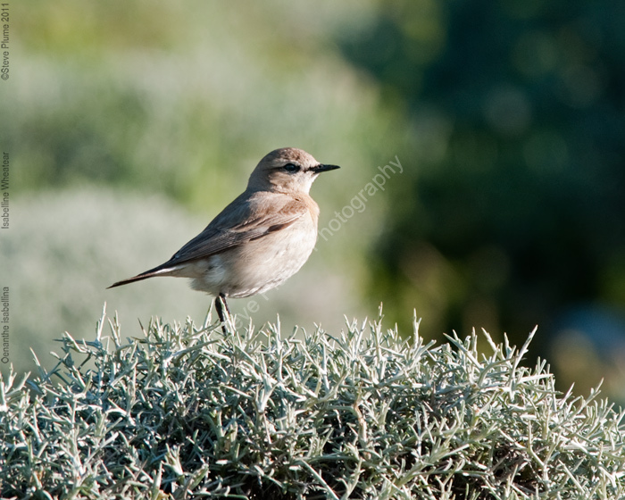 Isabelline Wheatear