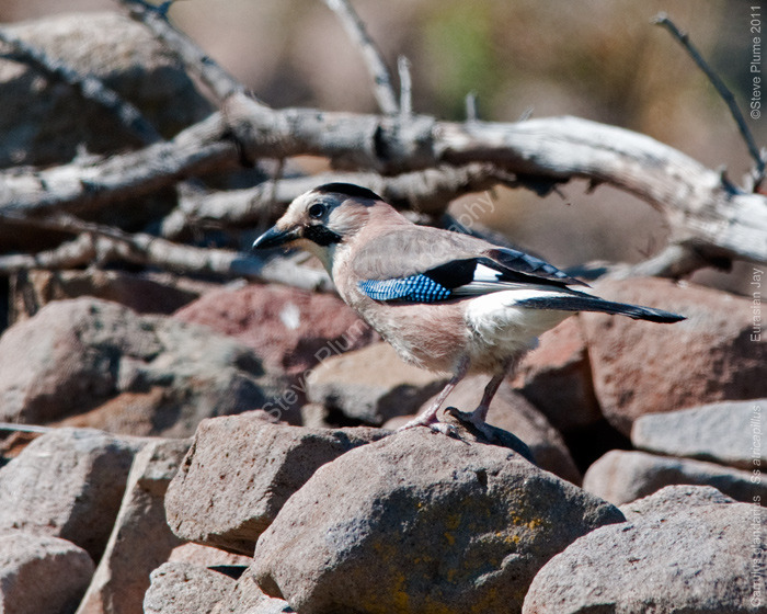 Eurasian Jay