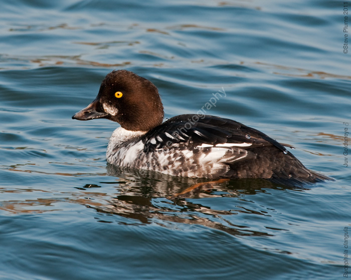 Juvenile Goldeneye