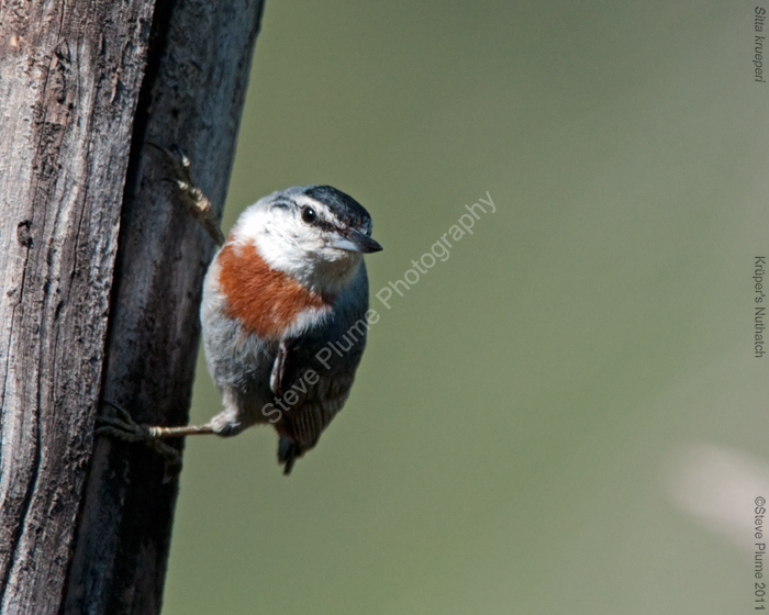 Krüper's Nuthatch