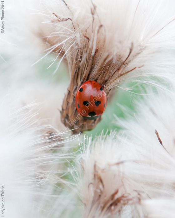 Ladybird on Thistle