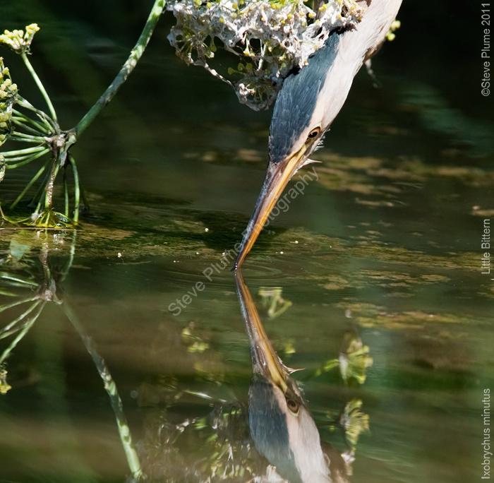 Little Bittern fishing