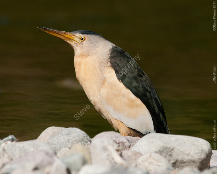 Little Bittern