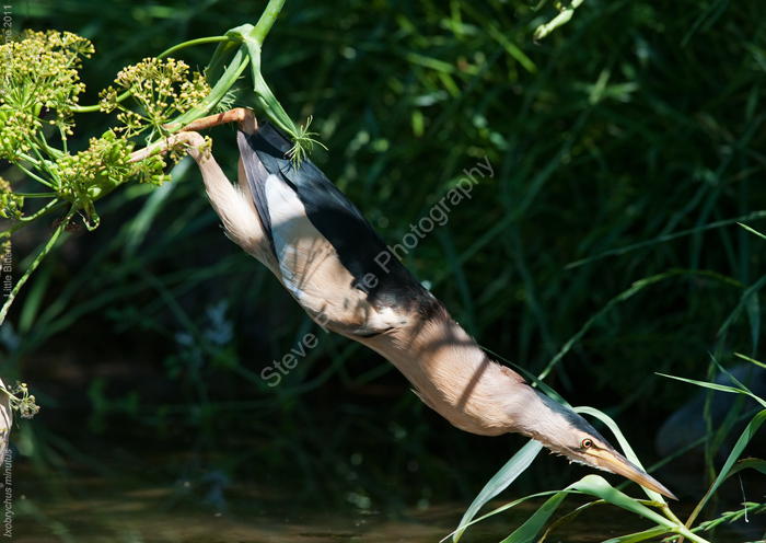 Little Bittern