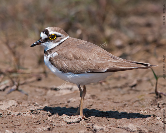 Little Ringed Plover