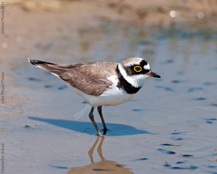 Little Ringed Plover