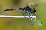 Black Darter (Sympetrum danae) male
