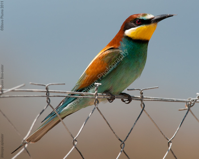 European Bee-eater