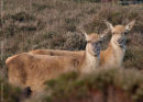 Red Deer (Hinds)