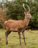 Red Deer yearling